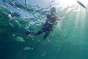 snorkeldiver and baby trevally (Pseudocaranx dentex )