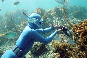 snorkeldiver and male sandagers wrasse (Coris sandageri)