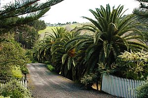 stately palms welcome visitors